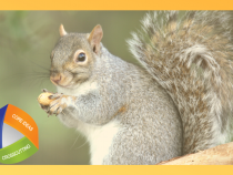 Picture of squirrel holding a nut with NGSS logo in corner